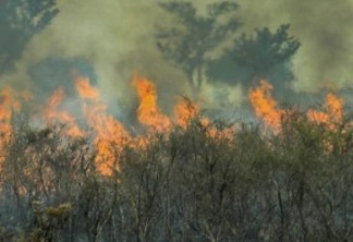 cropped-1-queimada-na-floresta-amazonica.jpeg