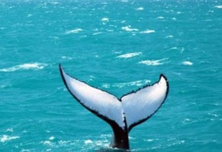 cropped-baleia-jubarte-turismobahia.jpeg