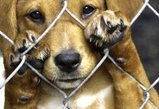 Câmara aumenta pena de maus-tratos contra animais e zoofilia