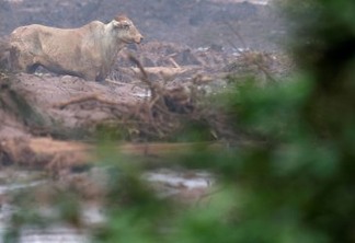 Um boi é visto na lama após o rompimento de barragem de rejeitos de minério de ferro de propriedade da mineradora Vale, em Brumadinho (MG).