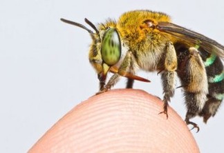 As revelações do primeiro mapa global de abelhas (e por que é tão importante)