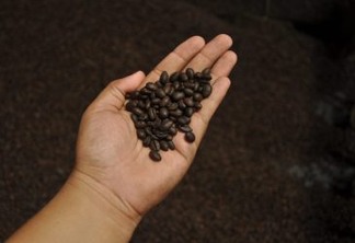 Os grãos do Café Apuí Agroflorestal começaram a ser recentemente exportados para a Europa. Foto: Idesam/divulgação.