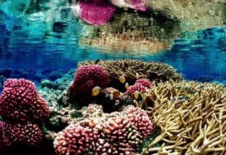 Ecossistema de arrecifes coralinos no Refúgio Nacional de Vida Silvestre do Atol de Palmyra, nos Estados Unidos. Foto: Jim Maragos/Serviços de Pesca e Vida Silvestre dos Estados Unidos