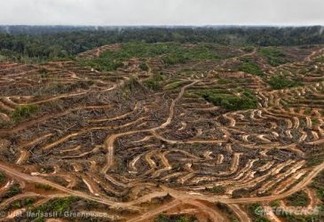 Áreas de extração de óleo de palma para a P&G, na Indonésia. Foto:  © Ulet Ifansasti / Greenpeace