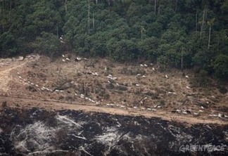 Terras da Floresta Nacional de Jamanxim, próximas à BR-163 são queimadas ilegalmente para abrir espaço para a criação de gado. Foto: © Rodrigo Baléia / Greenpeace