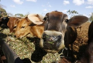 Vacas se alimentam em uma manjedoura ao ar livre em uma fazenda de Camagüey, em Cuba. O aumento da pecuária leiteira é uma necessidade para o país, que precisa impulsionar a produção de leite e de seus derivados por razões econômicas e alimentares. Foto: Jorge Luis Baños/IPS