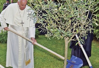 Papa Francisco plantando uma árvoreno Vaticano. Foto: HaimZach
