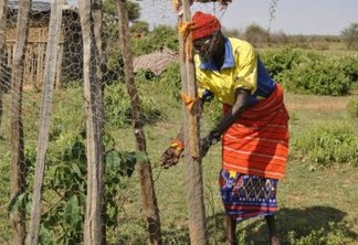 Sipian Lesan, pastor seminômade de Lekuru, um povoado do Quênia, com uma de suas plantas frutíferas. Foto: Robert Kibet/IPS