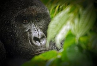 Um dos cerca de 200 gorilas da montanha no Parque Nacional de Virunga, na República Democrática do Congo