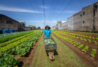 Como hortas comunitárias estão mudando o jeito de produzir comida na periferia de São Paulo