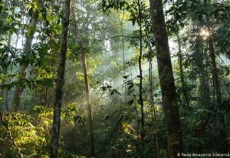 Defesa da Amazônia e da ciência rende prêmio a brasileiros