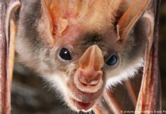 Muitas espécies de morcegos são responsáveis por carregar patógenos