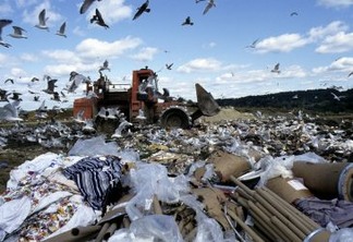 Birds scavenging for food amidst the debris at the Danbury Landfill. 1991.