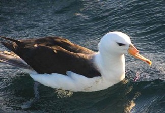 Matança intencional e manuseio inadequado de albatrozes em pescarias representam uma preocupante ameaça 