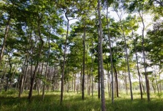 Pesquisa sobre árvores nativas da Amazônia e Mata Atlântica recebe doação do Bezos Earth Fund