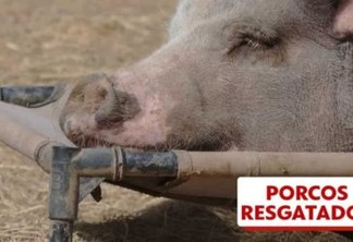 'Não são cães ou gatos': abrigo de porcos lota após abandono de animais comprados como pets