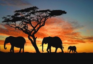 Elefante africano criticamente ameaçados de extinção - Lista Vermelha da IUCN