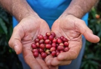 Produtor adota biotecnologia em 100% de sua fazenda e eleva qualidade dos grãos de café