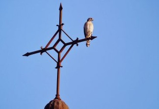 Aves nativas reaparecem em bairros centrais de São José dos Campos