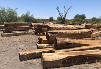 'Eles estão acabando com as árvores': empresas extraindo ilegalmente os últimos jacarandás