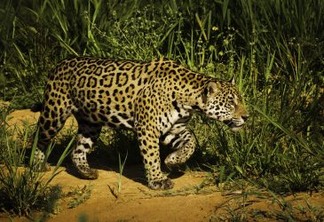 Preservação da onça-pintada, espécie-símbolo do Brasil, exige medidas de proteção ao seu habitat e combate à caça ilegal