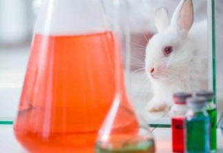 10 coisas sobre testes em animais que vão te surpreender