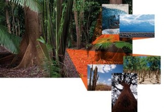 Amazônia (foto maior) e (de cima para baixo) Pantanal, Andes, Mata Atlântica, Caatinga e Cerrado
Léo Ramos Chaves, Miguel Boyayan e Eduardo Cesar