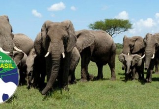 Santuário de Elefantes inaugurado no Mato Grosso já tem alguns hóspedes
