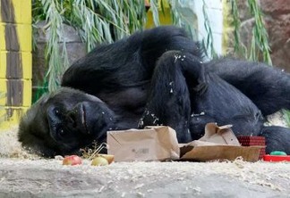 Único gorila da Ucrânia está entre animais encurralados em zoo de Kiev