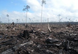 Aumento de 84% nos alertas de desmatamento na Amazônia
