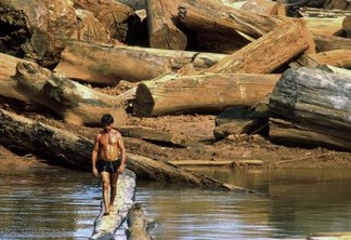 A timber walks on a trunk of a tropical tree on  the artificial lake of Tucurui, in the Parà state, Brazil, on March 13, 2002. A huge area of Amazon forest was flooded because of Tucurui dam building and many trunks trees are still profitable for selling.