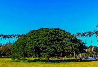 São José dos Campos tem a maior árvore pertencente ao bioma amazônico