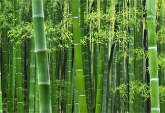 Bambu - planta mágica para sequestro de carbono