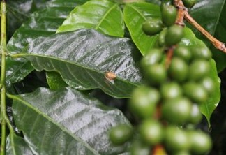 Rumo a um manejo agroecológico dos cafezais
