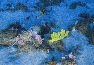Esponjas amarelas, entre outras espécies, se misturam a algas e rodolitos. Foto: ©Greenpeace
