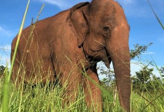 No dia mundial do elefante o Nat Geo Wild apresenta um especial temático