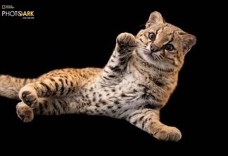 National Geographic divulga 10.000ª espécie do projeto Photo Ark que registra animais ameaçados de extinção