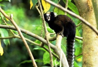Primata endêmico é observado no Vale do Paraíba