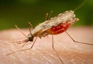Aumenta em quase 50% os casos de malária na Amazônia