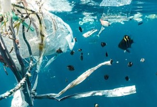 Aumento de plástico em recifes impacta comportamento alimentar de peixes