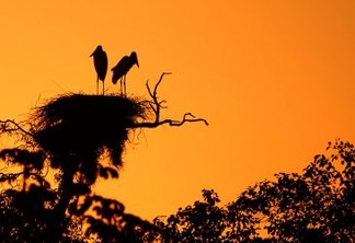 Pantanal recebe um olhar internacional em busca de oportunidades