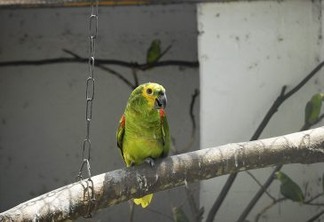 Criada semana de estudos dos papagaios brasileiros