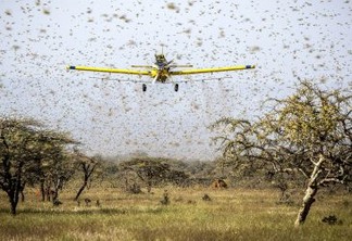 Para combater nuvem de gafanhotos, governo libera mais usos para agrotóxicos