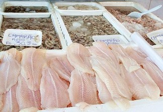 Ausência de políticas de conservação de cardumes ameaça espécies de peixes
