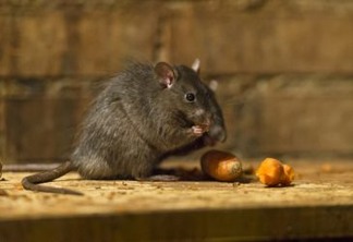 Ratos não foram responsáveis pela peste bubônica na Idade Média