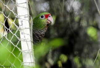 Soltura de papagaios-de-peito-roxo no Parque Nacional das Araucárias é ameaçada por vandalismo