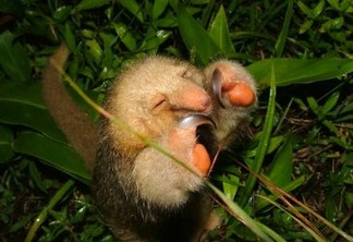 Seis novas espécies de tamanduá pigmeu são descobertas
