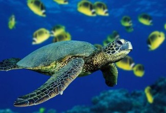 Lixo mata quase de mil tartarugas por ano no litoral paulista