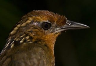 Mudanças climáticas ameaçam aves de área isolada da Amazônia. Fauna da Caatinga também pode ser afetada