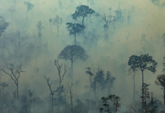 Queimadas são apenas a ponta do iceberg na devastação da Amazônia